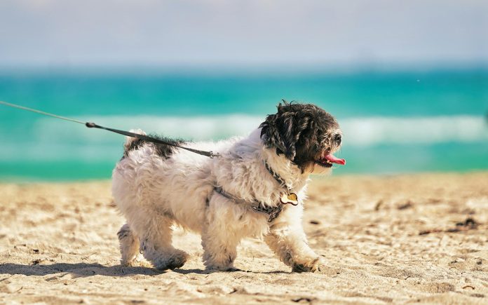 I perioden 1. april til 30. september skal hunde være i snor på stranden Modelfoto: Alfred GF