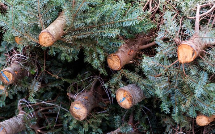 Der indsamles igen i år juletræer i flere byer - Modelfoto